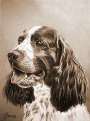 http://www.englischerspringerspaniel.de